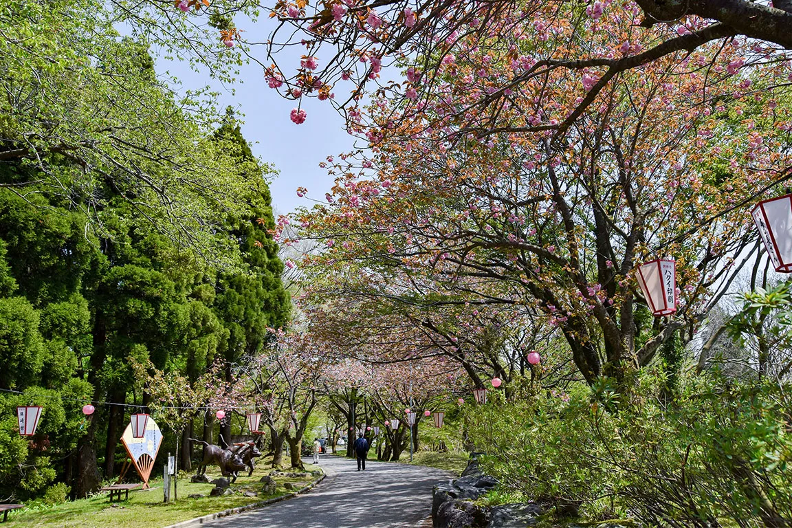 倶利伽羅県定公園（桜まつり）