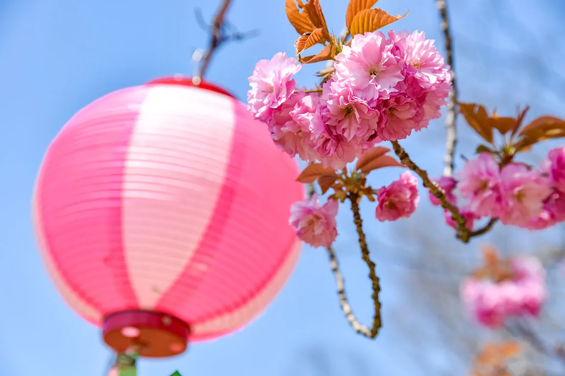 倶利伽羅県定公園（桜まつり）